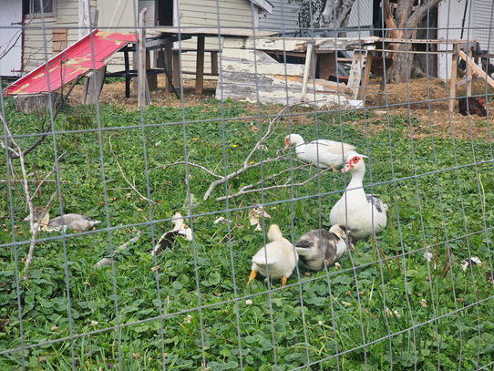 Some white ducks, fenced in.