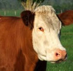 Por que não comer carne?