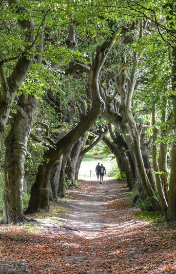 Wandelroutes-Utrechtse-Heuvelrug-5-01.jpeg