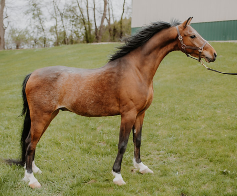 ZKStables-085.jpg