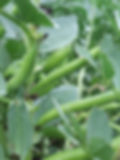 DSCF4619.jpg