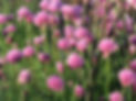 DSCF4586.jpg