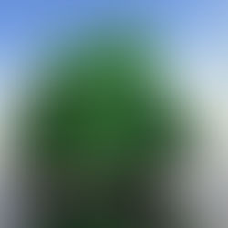 Alexander Von Humboldt II