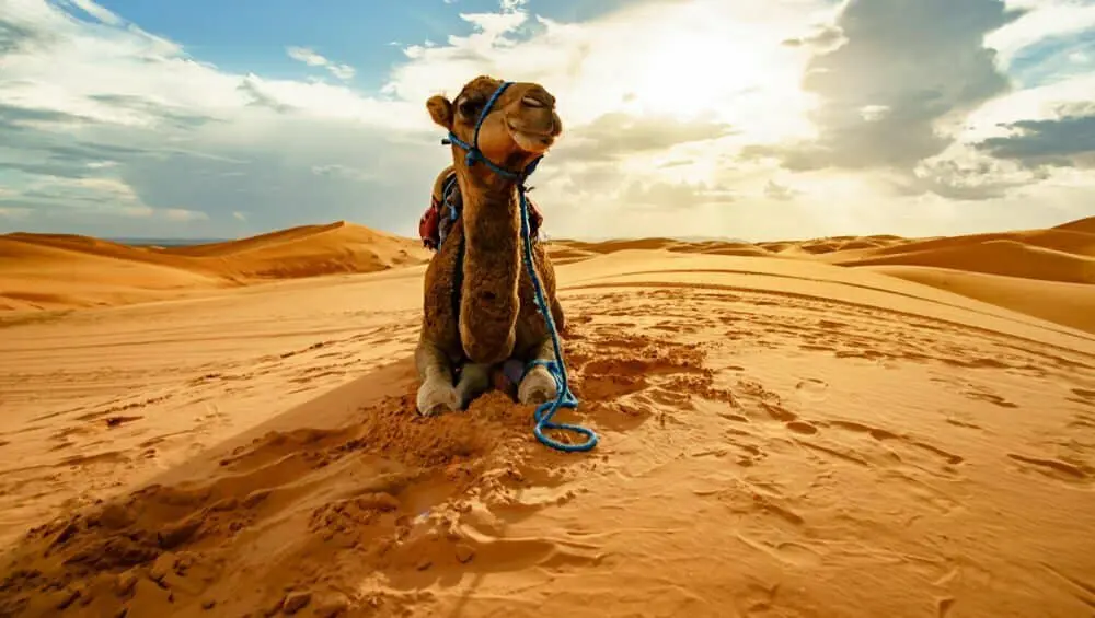 camels.webp