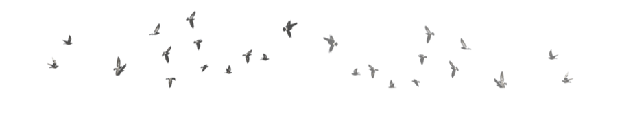 Flock of Birds