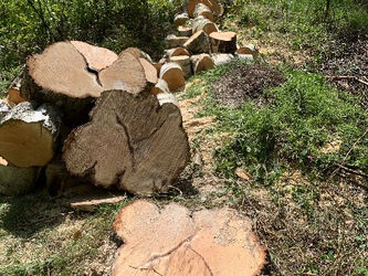 Hvornår er det bedst at fælde træer?