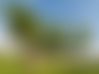 Veteranisering af træer fremmer biodiversitet