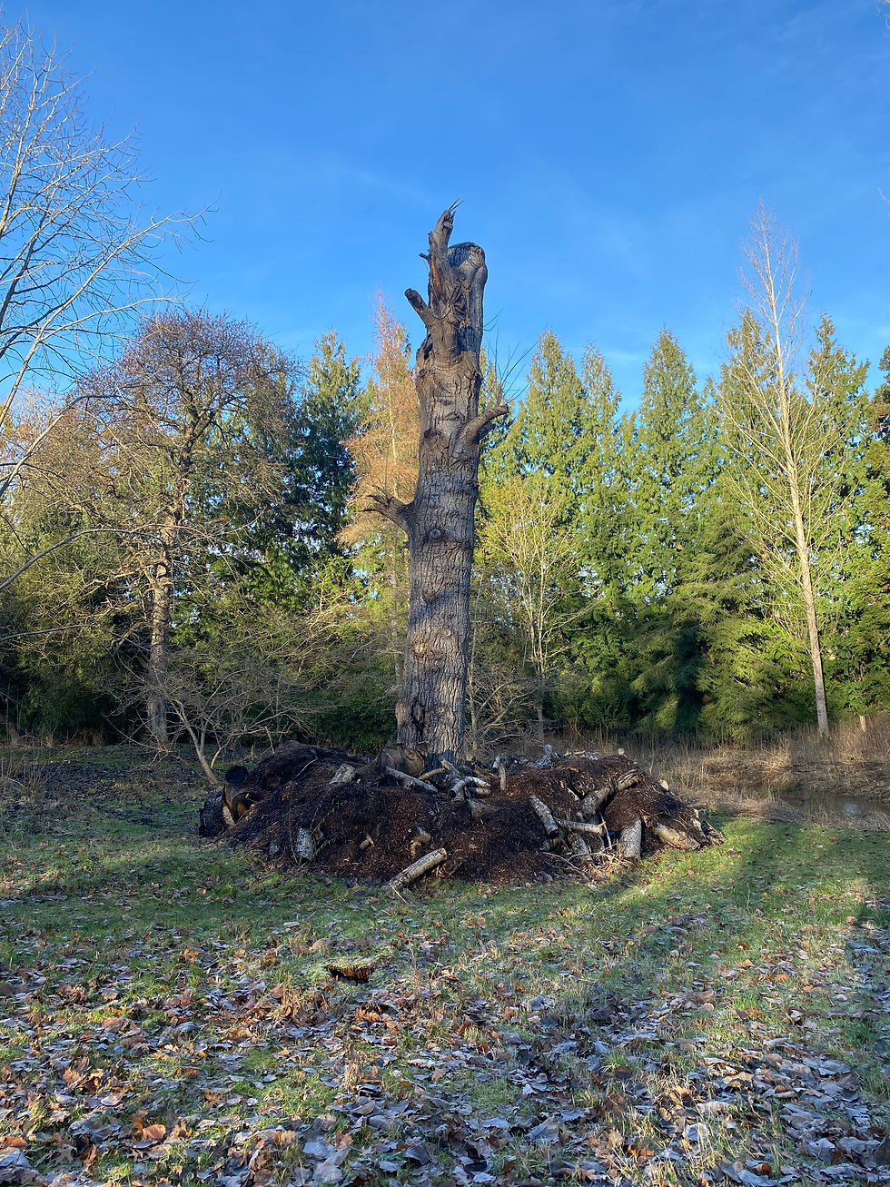 Vegeraniseret træ fotograferet i Arboretet i Hørsholm, hvor der er flere veteraniseringer