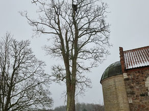 Træpleje på kirkegård