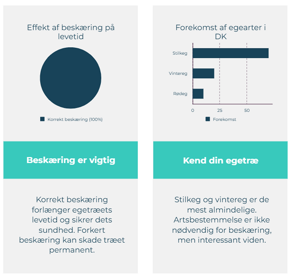 Korrekt beskæring af egetræ er vigtig