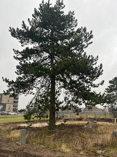 Pinus negra udfordre på en byggeplads
