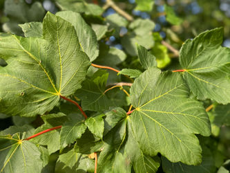 Beskæring af ahorn (Acer pseudoplatanus)