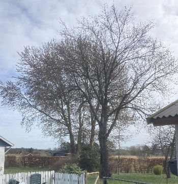 Fældning af kirsebærtræ ved topkapning