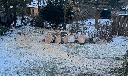 Træfældning om vinteren