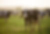 cows-farm-dairy-cow-cowshed-summer-pasture.jpg