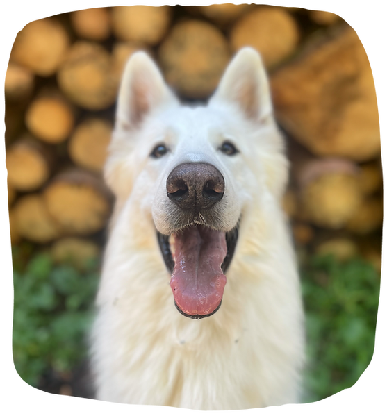 balades canines individuelles