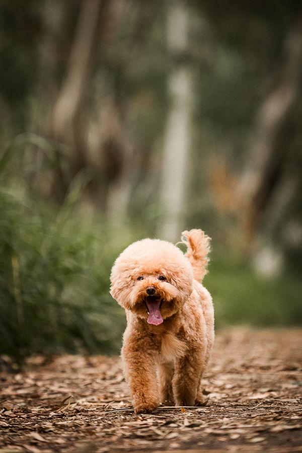 🌿 Discover the beauty of Nam Sang Wai forest with our Forest Amble family photography session in Hong Kong.
Kids can laugh freely, dogs can run wild, and families can enjoy authentic lifestyle portraits surrounded by nature.
📸 Perfect for families, grandparents, and even uni friends in HK who want to capture joy in the wild.
This is more than a photo shoot — it’s 香港家庭攝影 at its most natural, blending love, release, and timeless memories.

👉 Limited slots · Book your Forest Amble family session at Nam Sang Wai today!
#ForestAmble #NamSangWai #HongKongFamilyPhotography #香港家庭攝影 #LifestylePhotographyHK #KidsAndDogs #PlayWithPicture


📍 Nam Sang Wai
🖼️ https://www.playwithpicture.com/new/

✨Our photos can impact you? ...Let’s ↓
❤️ Like
💬 Comment
✉️ Share

-——————————
#PlaywithPicture

#littlemoments
#bigmemories

#AMBLE_session
-——————————

📸 Why photos?
It’s memories. It’s memories of our growth. It’s memories of our city. We never know the changing, but we own the memories always.