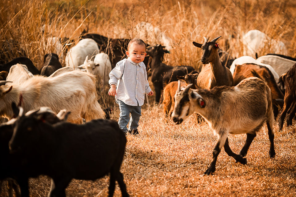 🐐✨ Here is WILD OUTDOOR FAMILY PHOTO SESSION — a rare wildlife photo shoot with over a hundred goats in a natural outdoor. This unique family portrait session lets children run freely among the goats, laugh, and explore nature, while parents join in to create unforgettable outdoor family photos in Hong Kong.    🚗 The location is easy to reach by car, making this family‑friendly outdoor photography session simple and stress‑free. And if Dad drives a 4x4 or SUV, his beloved car can even become part of the background — combining goats, nature, and family into one perfect wild lifestyle photo shoot.    This is more than just pictures; it’s about capturing authentic Hong Kong lifestyle photography filled with joy, connection, and natural beauty.  📷 We are Play With Picture — your trusted choice for family photography in Hong Kong, outdoor photo sessions, and unique seasonal portraits.      🐐✨ 全新主題 —— Shepherding in WILD 家庭攝影!  超過一百隻山羊自由奔跑，帶嚟一個罕有嘅 親子野外體驗。小朋友可以同山羊一齊追逐、玩樂，喺大自然中盡情笑同跑；父母亦可以參與其中，因為呢唔單止係小朋友嘅快樂，而係一家人一齊留下珍貴回憶嘅時刻。    🚗 地點非常方便，車輛可以直達，令整個過程輕鬆無憂。(✨如果爸爸揸越野車或 SUV，仲可以利用愛車做背景，配合山羊同家庭，組合成一個完美嘅 野外家庭攝影。)    今次唔單單只係一般家庭拍攝，而係一次 野外風格攝影 - 捕捉真摯笑容、家庭連繫同大自然之美。  📷 我地係 Play With Picture — 您可信賴嘅 香港家庭攝影選擇、戶外攝影體驗同 季節限定親子相片