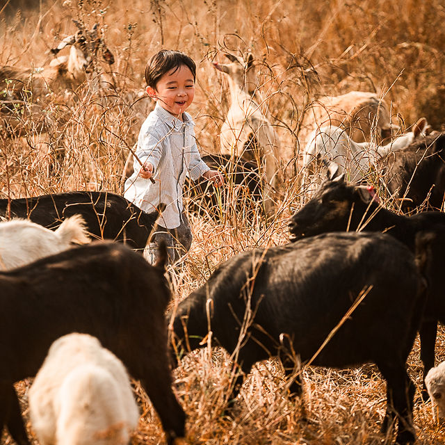🐐✨ Here is WILD OUTDOOR FAMILY PHOTO SESSION — a rare wildlife photo shoot with over a hundred goats in a natural outdoor. This unique family portrait session lets children run freely among the goats, laugh, and explore nature, while parents join in to create unforgettable outdoor family photos in Hong Kong.    🚗 The location is easy to reach by car, making this family‑friendly outdoor photography session simple and stress‑free. And if Dad drives a 4x4 or SUV, his beloved car can even become part of the background — combining goats, nature, and family into one perfect wild lifestyle photo shoot.    This is more than just pictures; it’s about capturing authentic Hong Kong lifestyle photography filled with joy, connection, and natural beauty.  📷 We are Play With Picture — your trusted choice for family photography in Hong Kong, outdoor photo sessions, and unique seasonal portraits.      🐐✨ 全新主題 —— Shepherding in WILD 家庭攝影!  超過一百隻山羊自由奔跑，帶嚟一個罕有嘅 親子野外體驗。小朋友可以同山羊一齊追逐、玩樂，喺大自然中盡情笑同跑；父母亦可以參與其中，因為呢唔單止係小朋友嘅快樂，而係一家人一齊留下珍貴回憶嘅時刻。    🚗 地點非常方便，車輛可以直達，令整個過程輕鬆無憂。(✨如果爸爸揸越野車或 SUV，仲可以利用愛車做背景，配合山羊同家庭，組合成一個完美嘅 野外家庭攝影。)    今次唔單單只係一般家庭拍攝，而係一次 野外風格攝影 - 捕捉真摯笑容、家庭連繫同大自然之美。  📷 我地係 Play With Picture — 您可信賴嘅 香港家庭攝影選擇、戶外攝影體驗同 季節限定親子相片