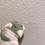 Thumbnail: LILY PAD FROGGY CASE FOR SAMSUNG GALAXY BUDS 3, BUDS 3 PRO