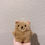 Thumbnail: TEDDY BEAR CASE FOR SAMSUNG GALAXY BUDS 3, BUDS 3 PRO