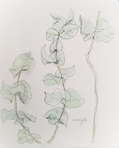 Eucalyptus 2019