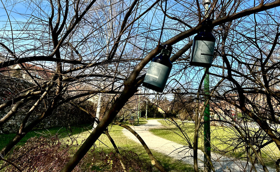 tree in the park7.jpeg