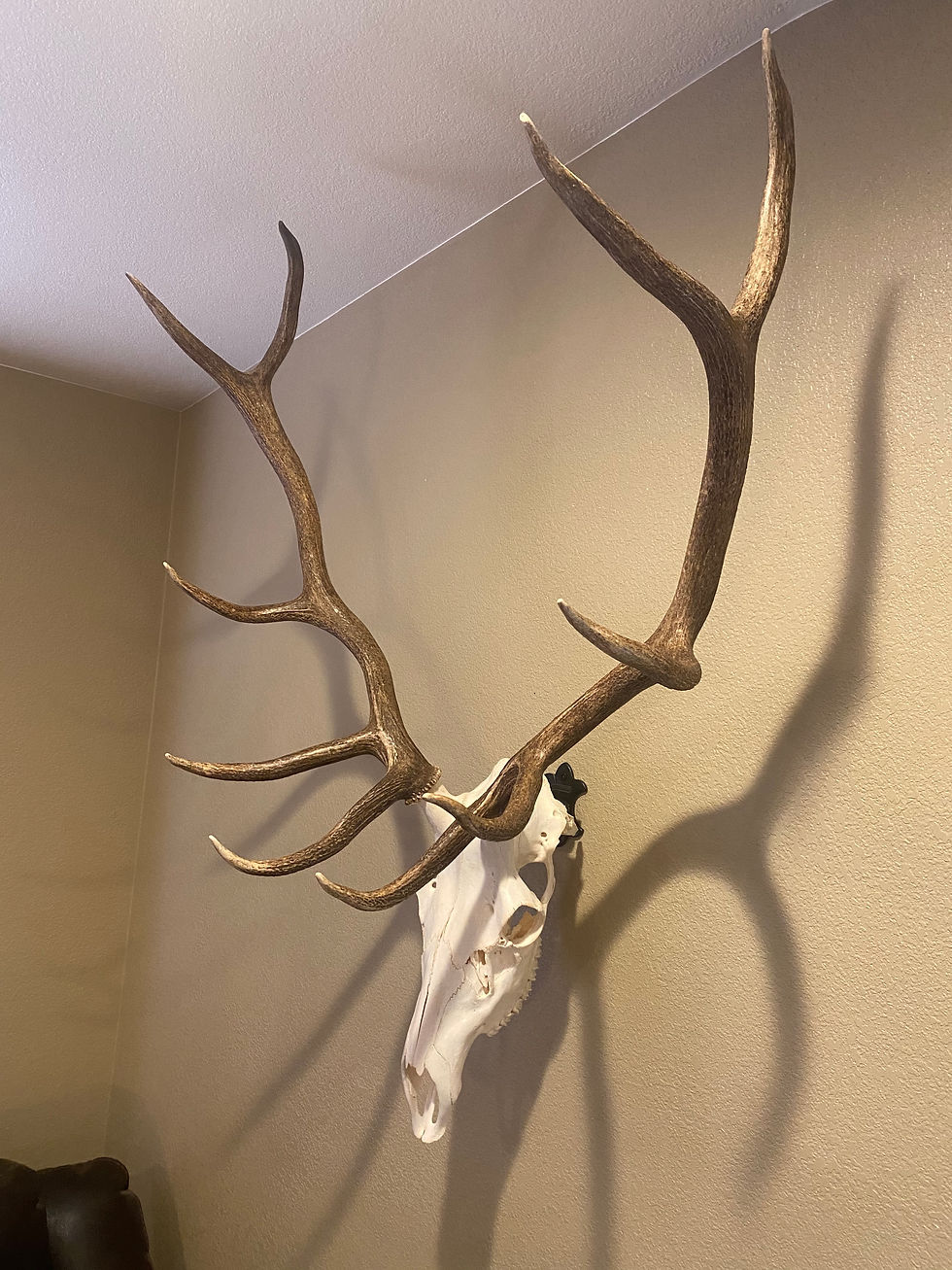 Thumbnail: The Buffalo Bracket