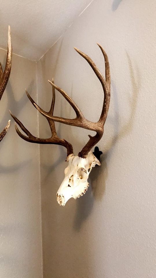 Big Game Skull & Antler Mounts Skull Bracket