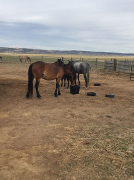 High Plains Biochar Livestock Feed Supplementation - Improves animals digestions and reduces livestock methane emissions.