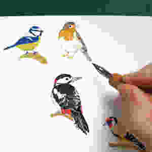 Colour ink drawings of British garden birds