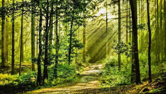 woods, nature and forest bathing