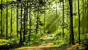 woods, nature and forest bathing