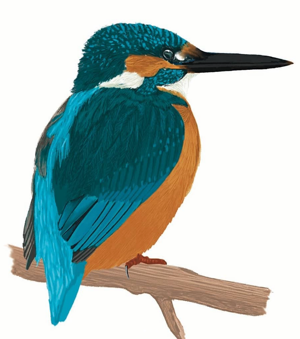 A digital painting from The Bird Book by Nicola Howell Hawley
