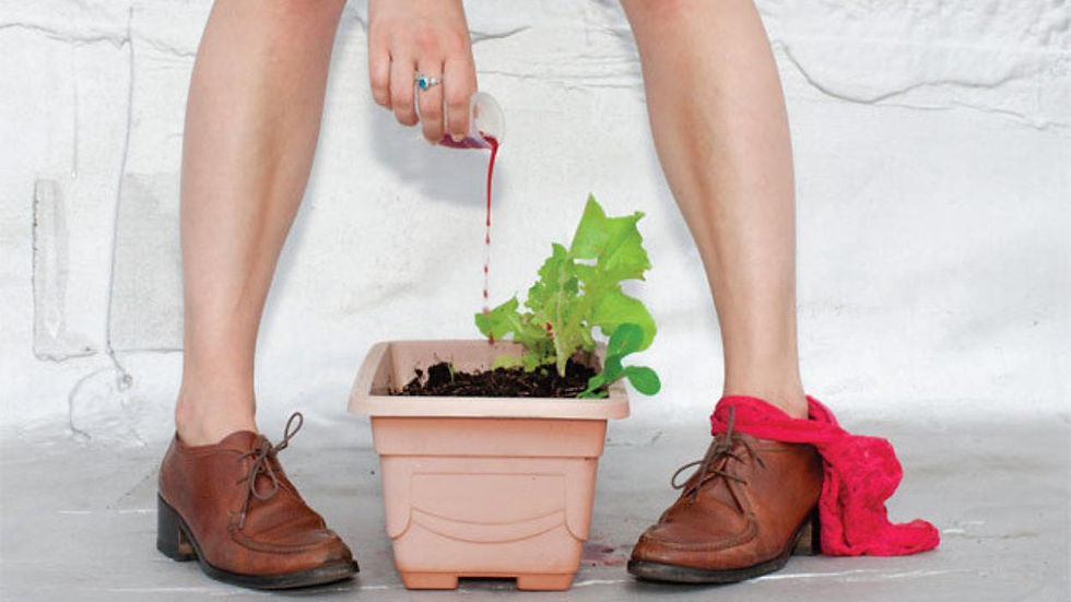 Fertilizing plants with menstrual blood