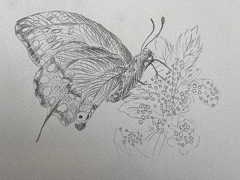 Butterfly.jpeg