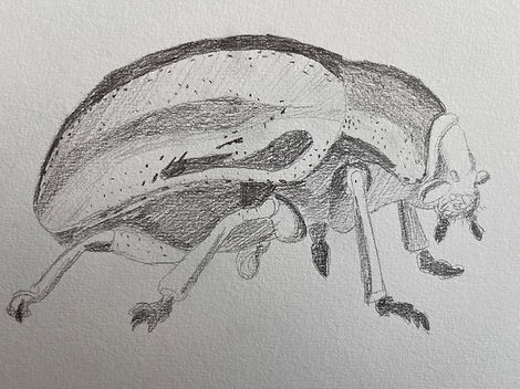 Beetle 2.jpeg