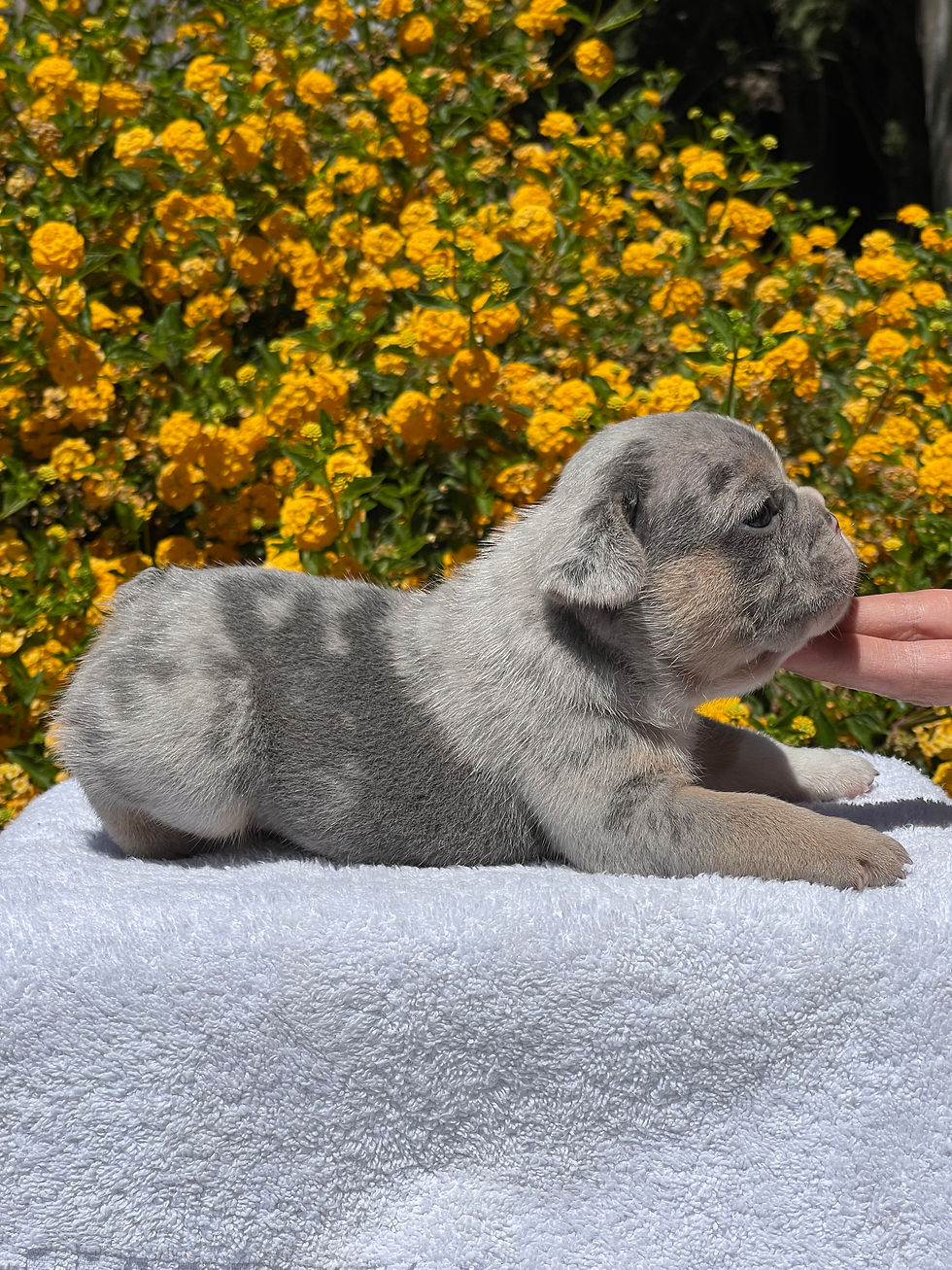 Merle Male French Bulldog Puppy