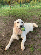 Pension canine Nancy