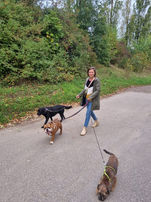 Pension canine Nancy Bouxières-aux-Dames