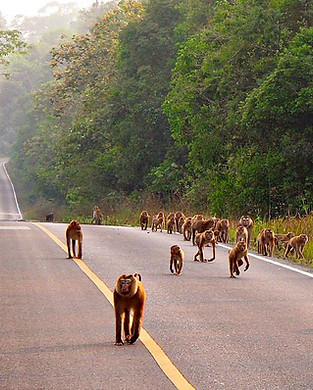 khao yai.jpeg