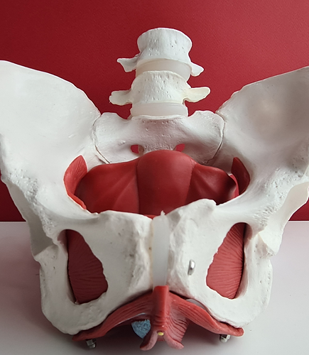 Pelvic floor physiotherapy anatomy model being shown at Betterform Physiotherapy.