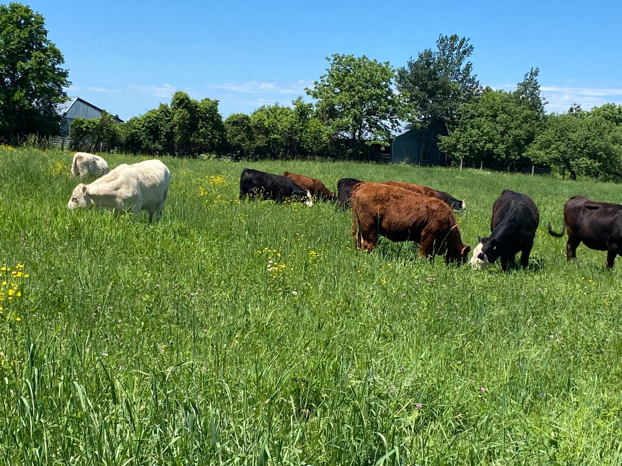 Deux bouvillons, un Angus rouge et un Angus noir, dans un pâturage verdoyant aux Verts Pâturages