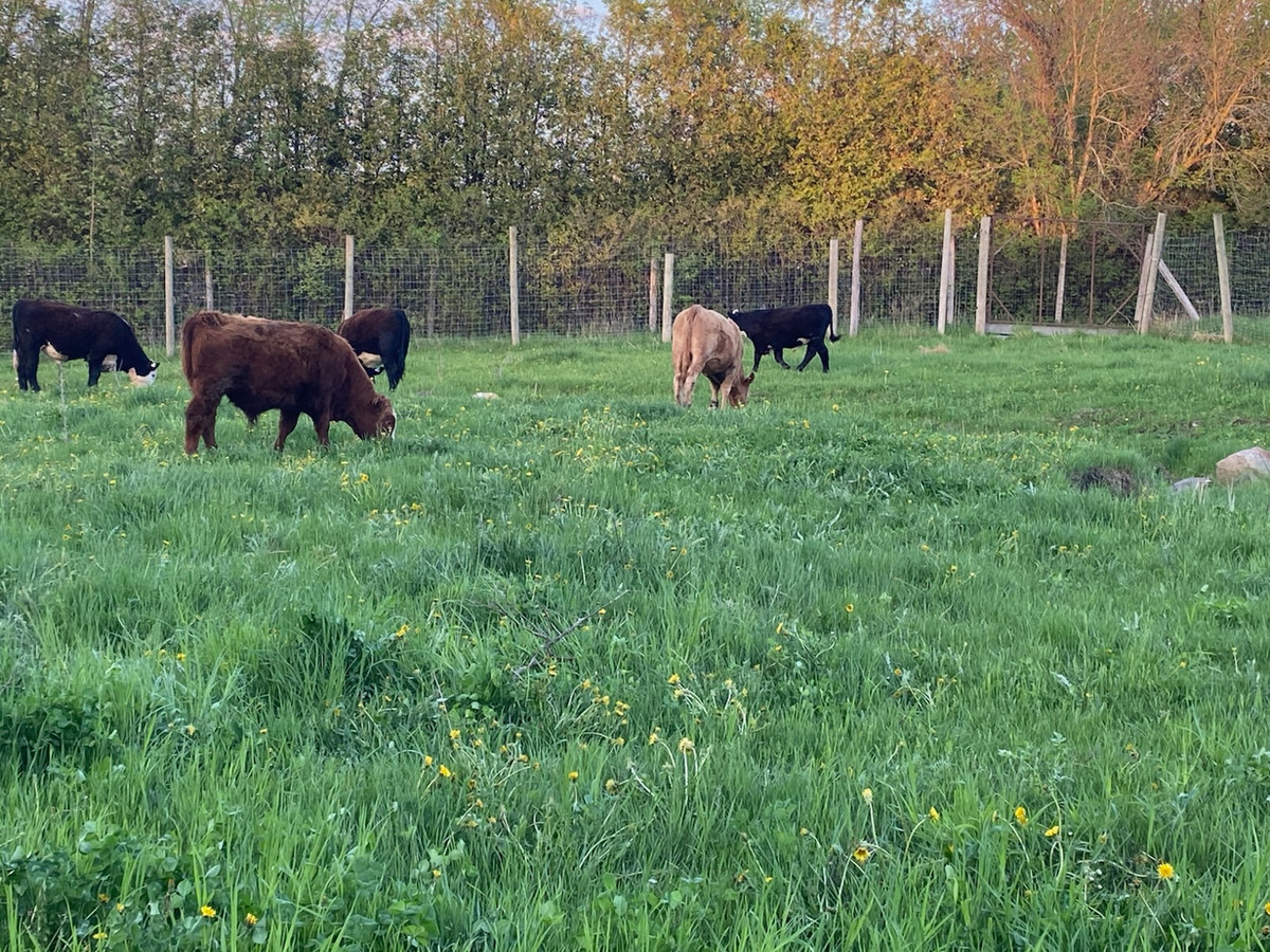 Troupeau Angus nourri à l'herbe dans les pâturages des Verts Pâturages