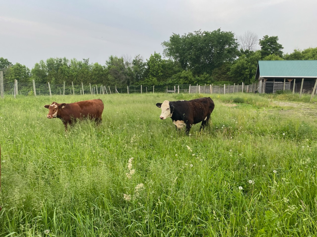 Bouvillon Angus rouge élevé sans hormones ni antibiotiques aux Verts Pâturages