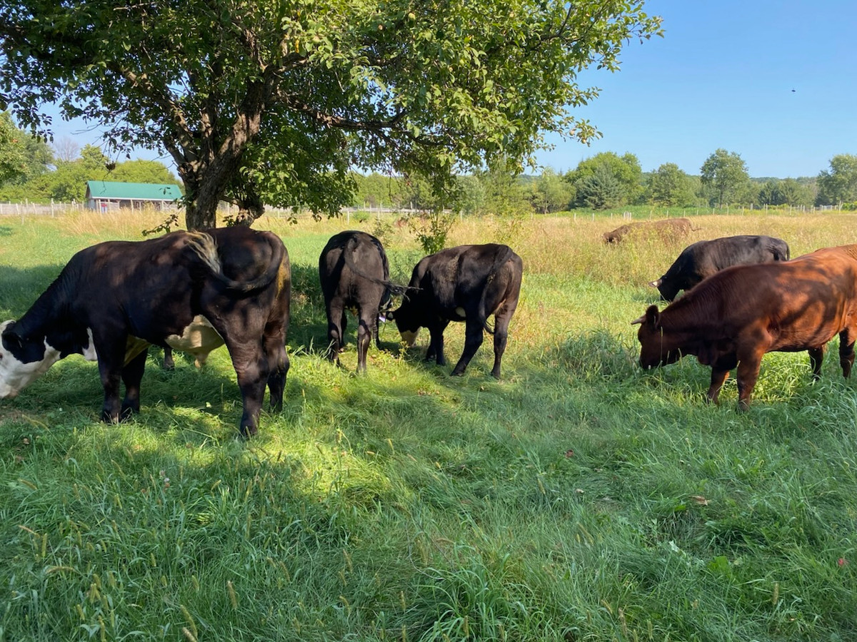 La ferme Les Verts Pâturages au lever du soleil