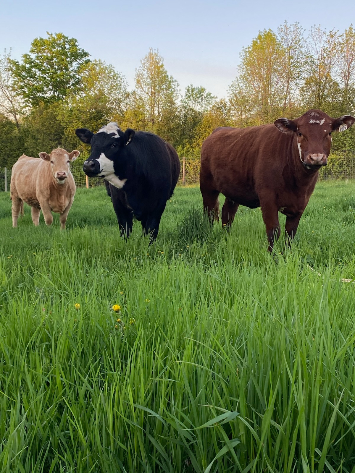 Trois bovins, Angus beige, Angus noir et Charolais roux, dans un pâturage verdoyant aux Verts Pâturages