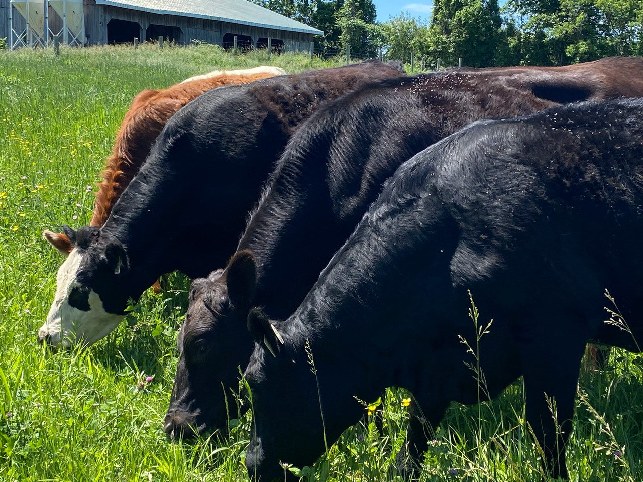 Deux bovins au pâturage dans un pré verdoyant à la ferme Les Verts Pâturages, Saint-André-d'Argenteuil