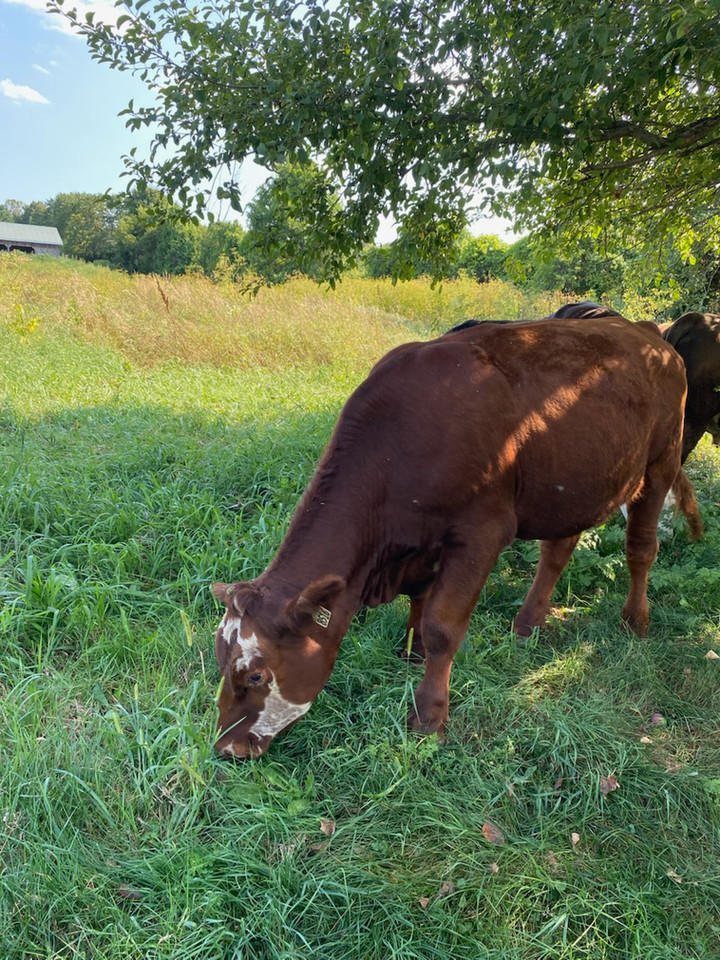 Bouvillon Angus rouge aux Verts Pâturages