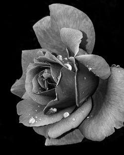 Black & White